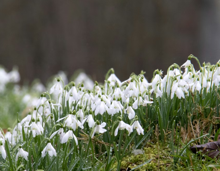 As the Snowdrops Emerge